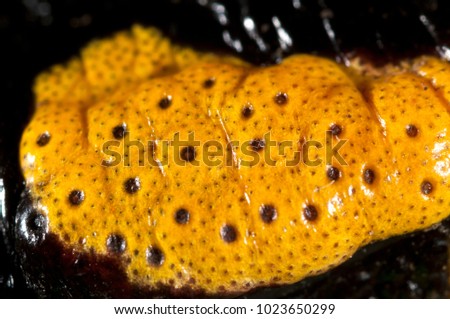Parotoid gland in fire salamander