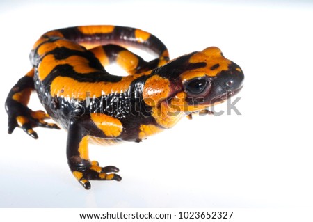 Salamandra salamandra (fire salamander)