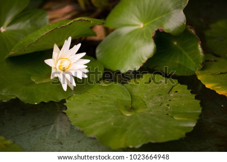 Lotus picture on the bath