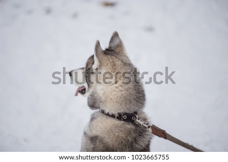 a dog husky in a snowy forest