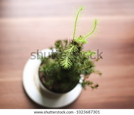 Small green fir-tree in a pot close up.