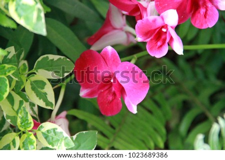 Pink and white flowers. Has a green foliage background. In the flower garden.