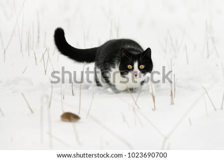 A tuxedo pattern black and white bicolor cat, European Shorthair, hunting a mouse, keeping a close eye on its prey just before the attack in a snow covered field on a cold winter day, Germany Royalty-Free Stock Photo #1023690700