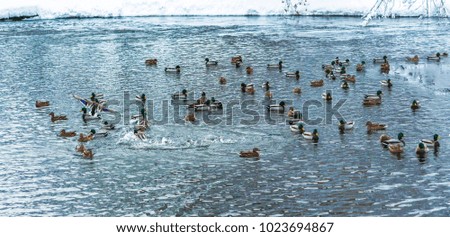 A wild ducks swims in a winter water