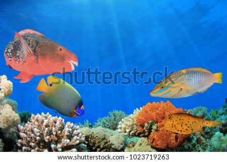 Composite image coral reef and tropical fish