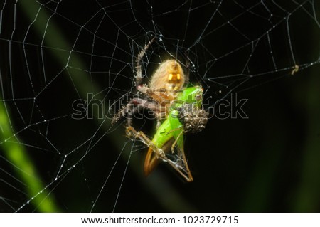 spider on web in nature at night