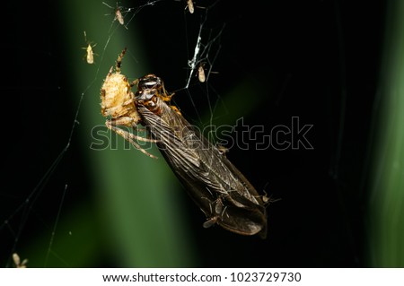 spider on web in nature at night