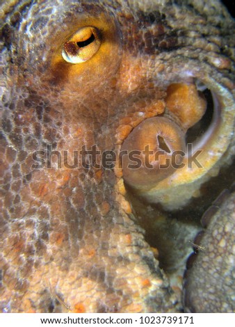 ocean octopus sea