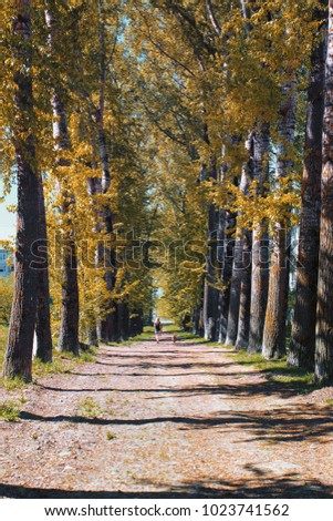 Alley poplars with yellowing leaves in late summer