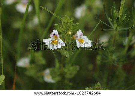 flowers of wild semi-parasitic species of Euphrasia