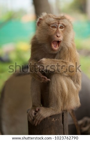 monkey in thailand