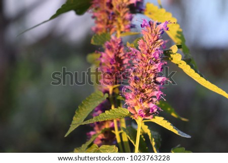 Agastache rugosa  is a medicinal and ornamental plant. Commonly known as Korean Mint. Herbs in the garden.Blurred background.