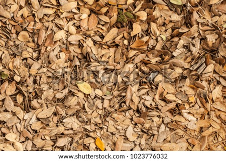 Dry leaves background, Dried leaves, Top view dried leaves.