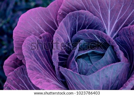  Purple cabbage fresh vegetable Royalty-Free Stock Photo #1023786403