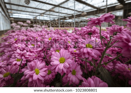 The photo of Chrysanthemum in the field with multi colours. 