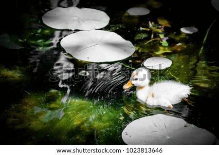 Lonely duckling in a pond