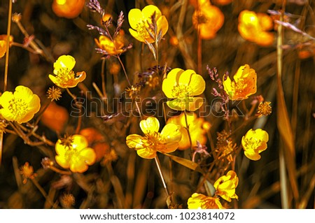 Meadow buttercup (Ranunculus acris) glowing in the early morning sunrise in Combe Valley near Bexhill in East Sussex, England.