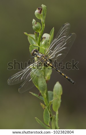 A female Black Darter (Darner) dragonfly having a break from the daily grind of work perched on a green Bilberry leaf in a quiet, wind free corner of the bog where she lives.