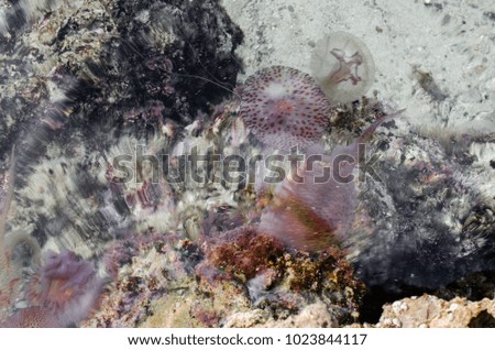 Photograph of the sea with jellyfish from above in Menorca.