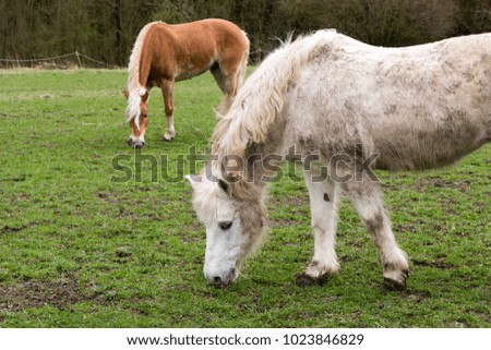 Horses grazing in a fenced area in Northern France