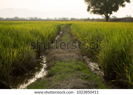 view of path of paddy field boundary, selective focus, shallow depth