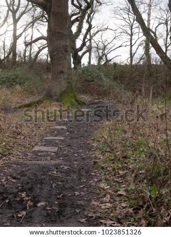 stone squares path forest nature floor mud dirt trees autumn wintera