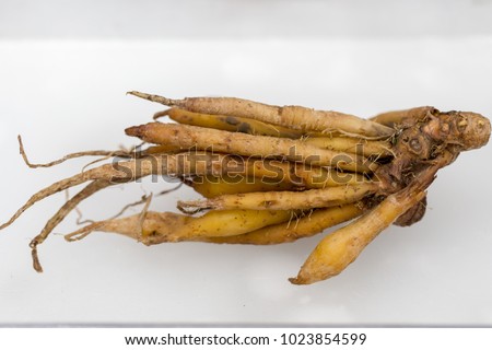 Modify of root or adventitious root for study botany in Lab.