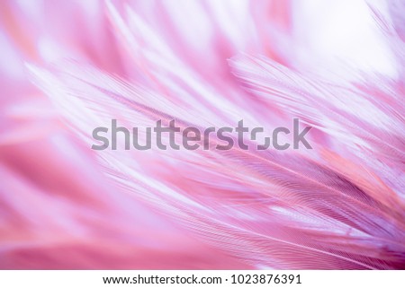 Pink chicken feathers in soft and blur style for the background. pastel color