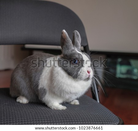 Grey and White Netherlands Dwarf Rabbit. Rabbit lo oks infantile even into adulthood. Concept of infantilism