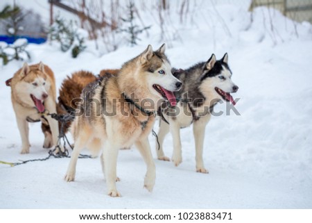 breed husky sled dogs in the winter. Northern husky dogs. riding on dogs, the concept of entertainment