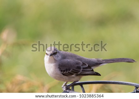 Northern Mockingbird Perched on a Ledge