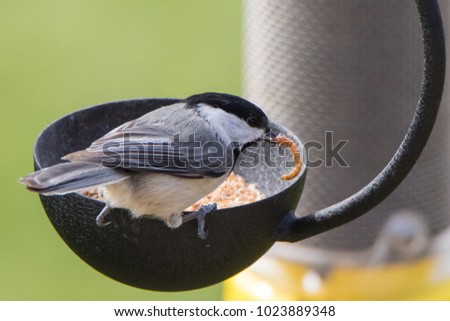 Carolina Chickadee with a Worm in its Beak at a Feeder