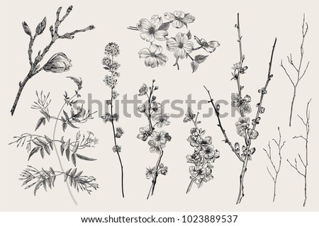Blooming gargen. Spring Flowers and twig. Magnolia, spirea, cherry blossom, dogwood, jasmine, quince, birch twig. Vintage vector botanical illustration. Black and white Royalty-Free Stock Photo #1023889537