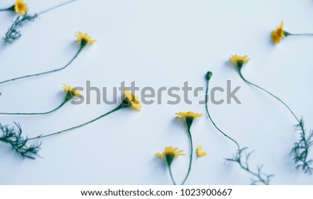Soft focus Small yellow flower on white background with vintage color filters and high contrast, Floral background texture with blank space for word.