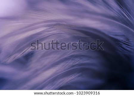 Purple chicken feathers in soft and blur style for the background. bird