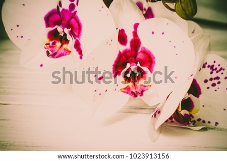 Orchids on a wooden background