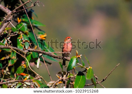 Pink Browed Rosefinch, Carpodacus rodochroa, Mukteshwar, Uttarakhand