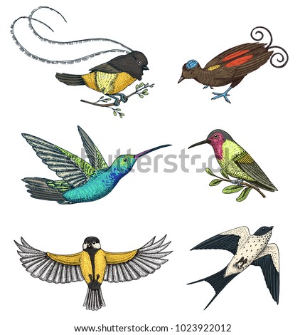 Small birds of paradise, barn swallow or martlet and parus or titmouse, hummingbird, rufous and white-necked Jacobin. Exotic tropical animals. Use for wedding, party. engraved hand drawn in old sketch