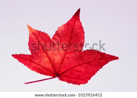 colored leaves on white background. the veins of a leaf.