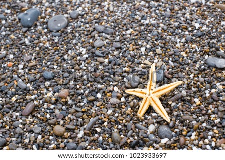Seashells and starfish on the seashore. Pebble marine background. Summer vacation.