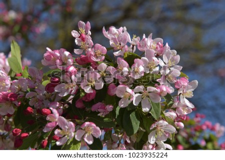 flowering cherry tree branch