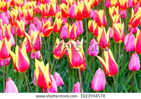 Close-up photo of a field of bi-colored tulips in Keukenhof garden, Netherlands