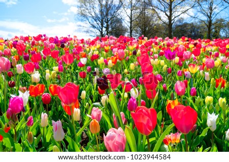 fild of different tulip flowers against blue sky