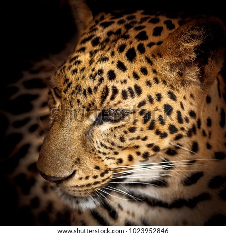 close up face of leopard.