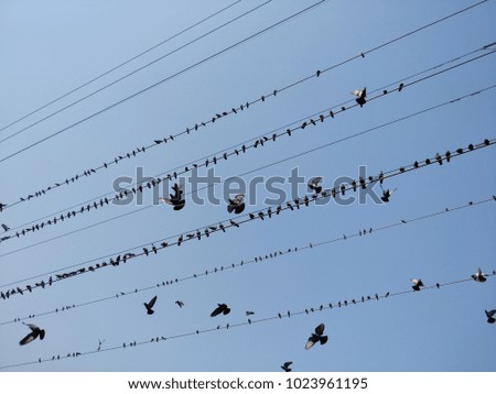 Birds Sitting on Power Lines