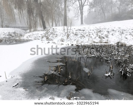winter pond with wild ducks