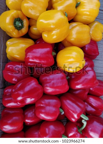Colored bell peppers for sale