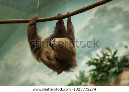 Sloth hanging around its enclosure at the zoo.