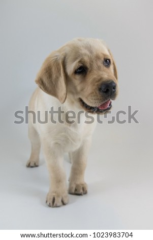 The Labrador Retriever puppy looks so cute, standing in the photo studio, white or golden version, white backgroung
