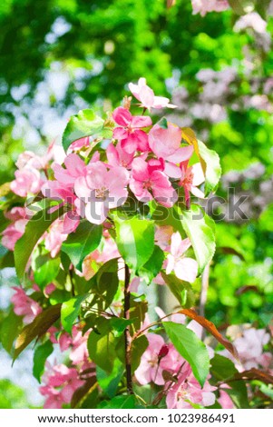  Spring Blossoming apple tree